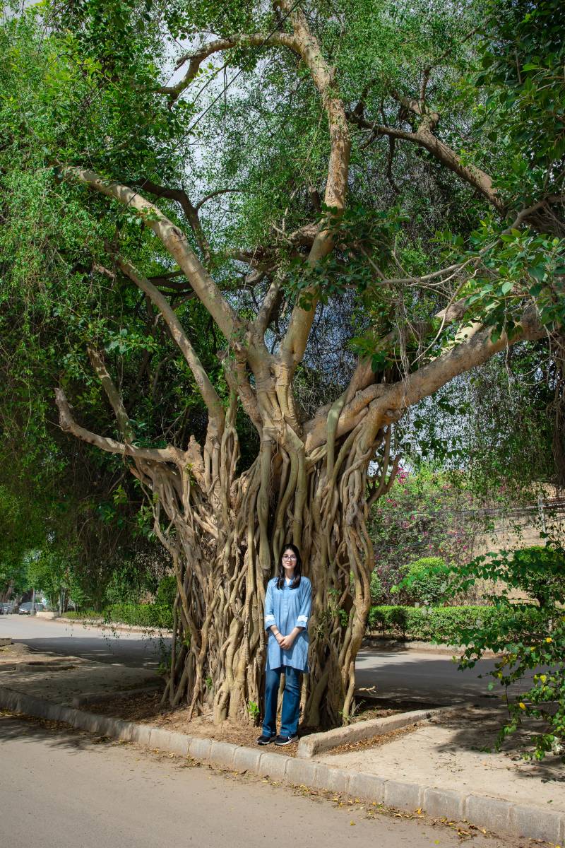 Banyan Tree