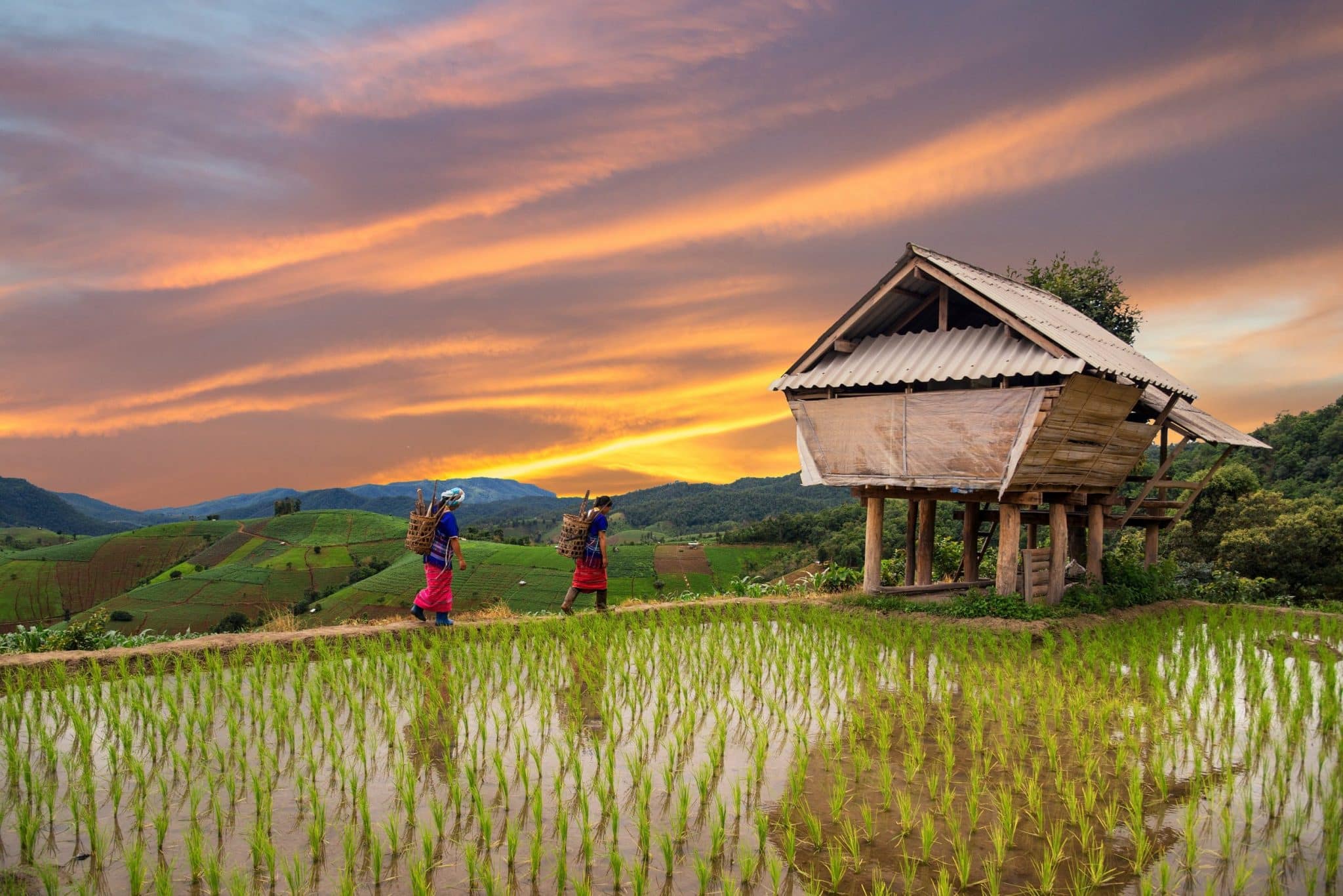 Chiang Mai oder Phuket Welches ist ein besseres Reiseziel