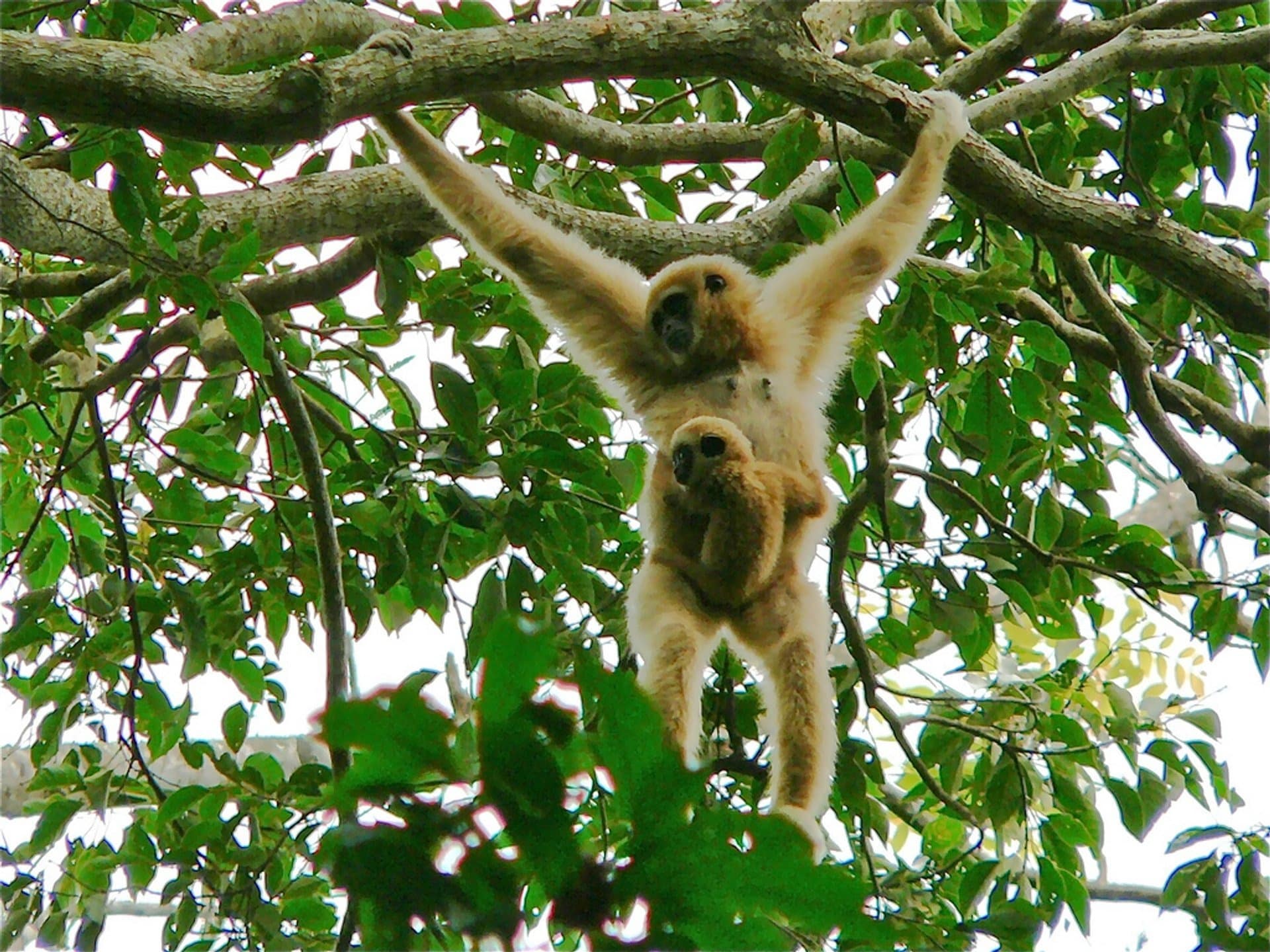 Das Gibbon Rehabilitationsprojekt