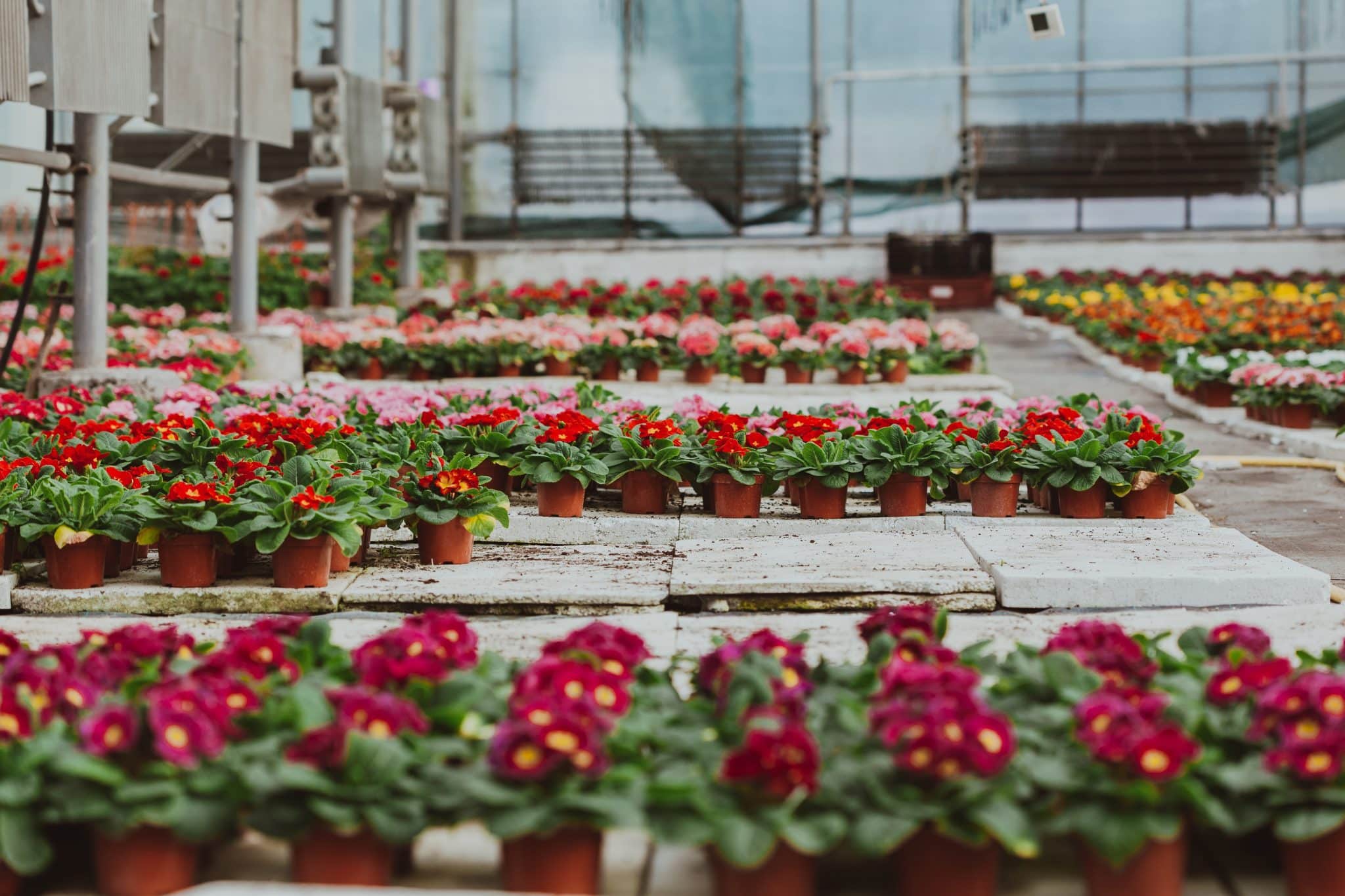 Die Besten Blumenladen In Chiang Mai – Leitfaden Fur 2023 Scaled