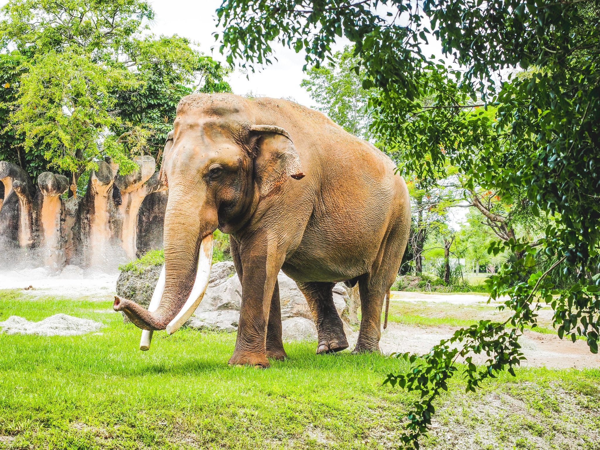 Die besten Elefantenschutzgebiete in Chiang Mai