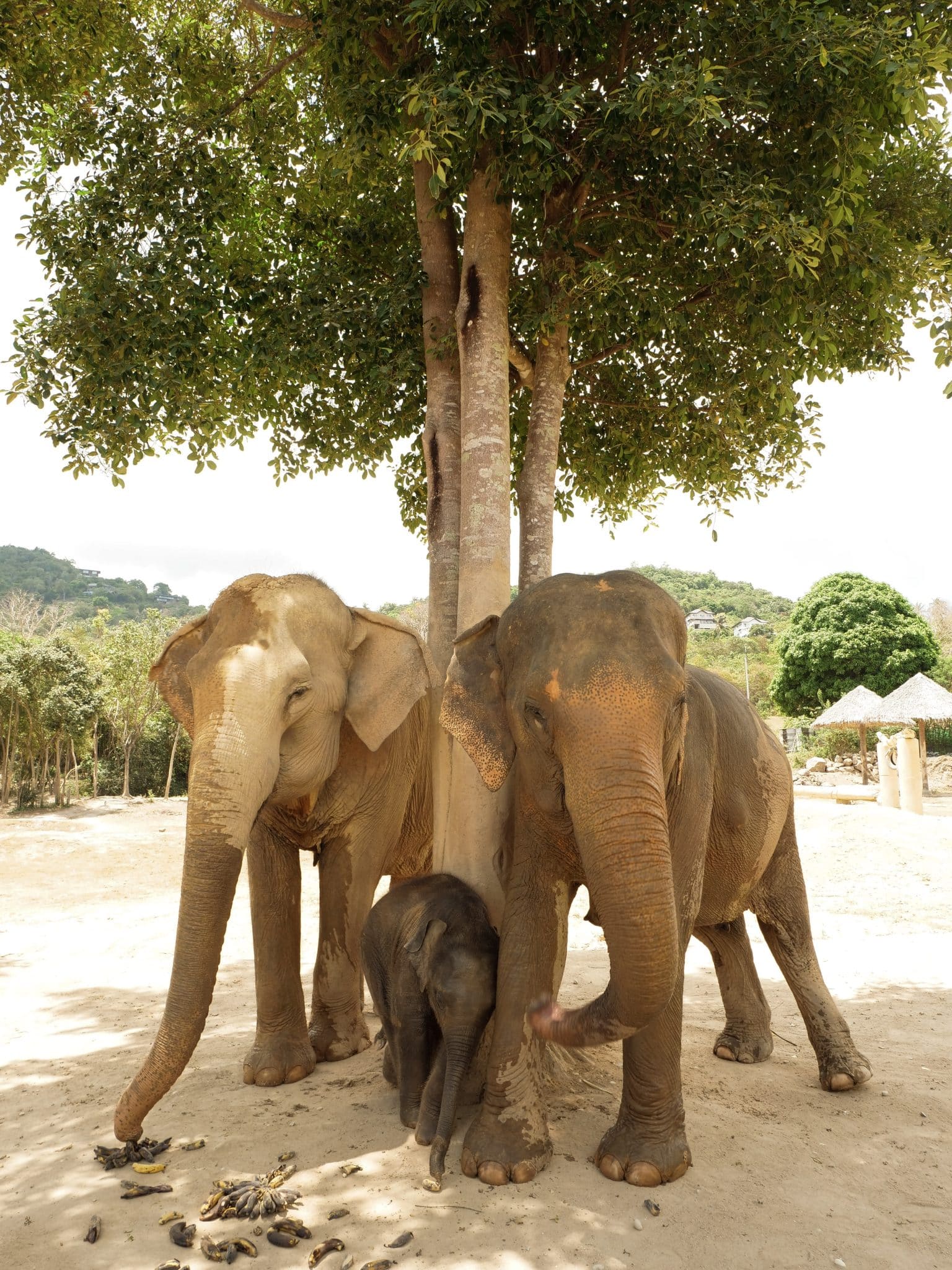 Elephant Jungle Sanctuary Chiang Mai