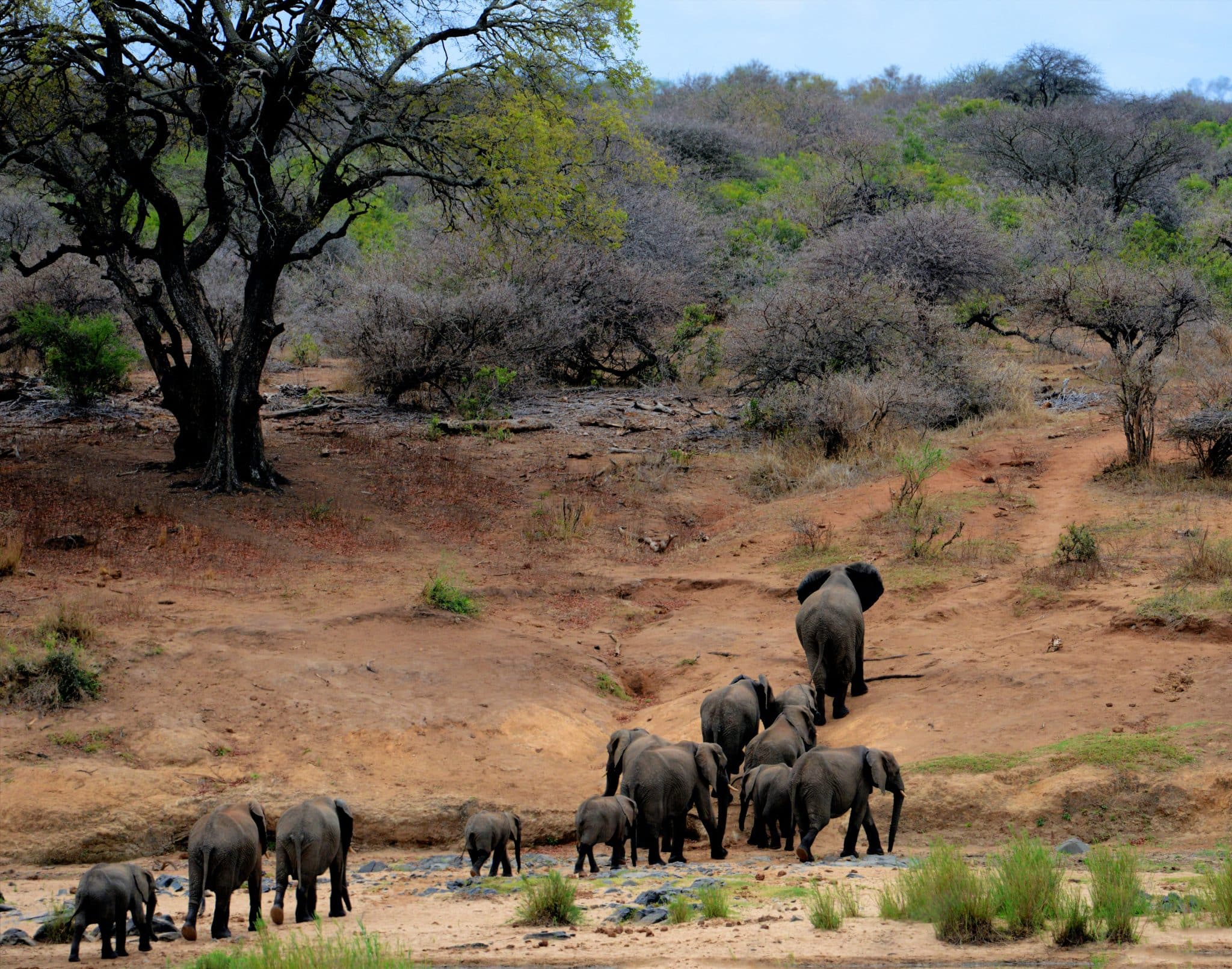 Elephant Nature Park