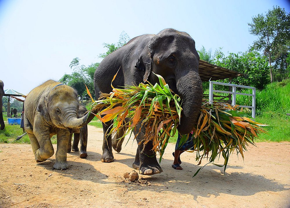 Elephant Retirement Park