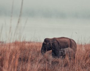 Ethik Elefantenreservate In Koh Phangan – Leitfaden 2023