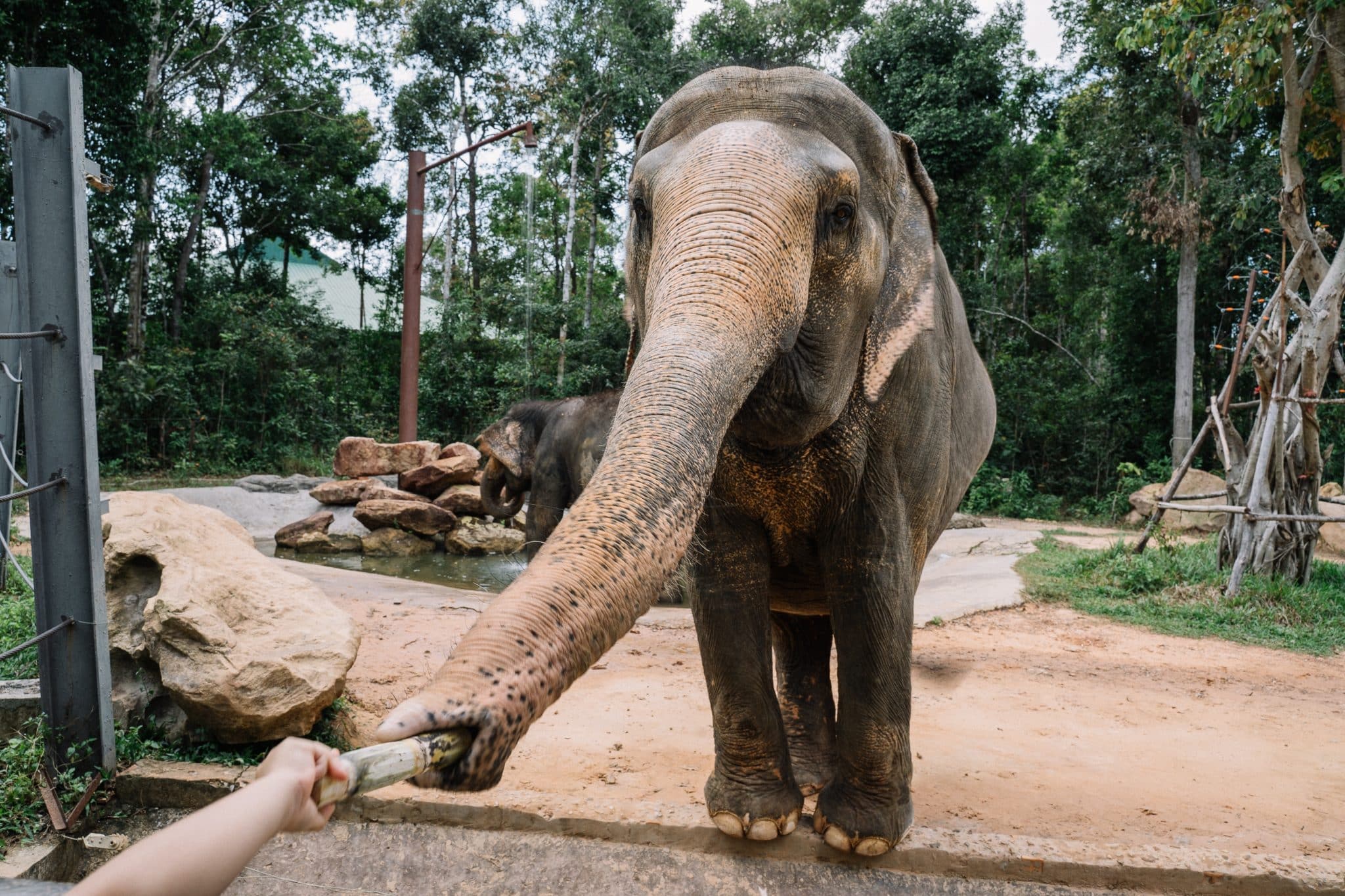 Into The Wild Elephant Camp