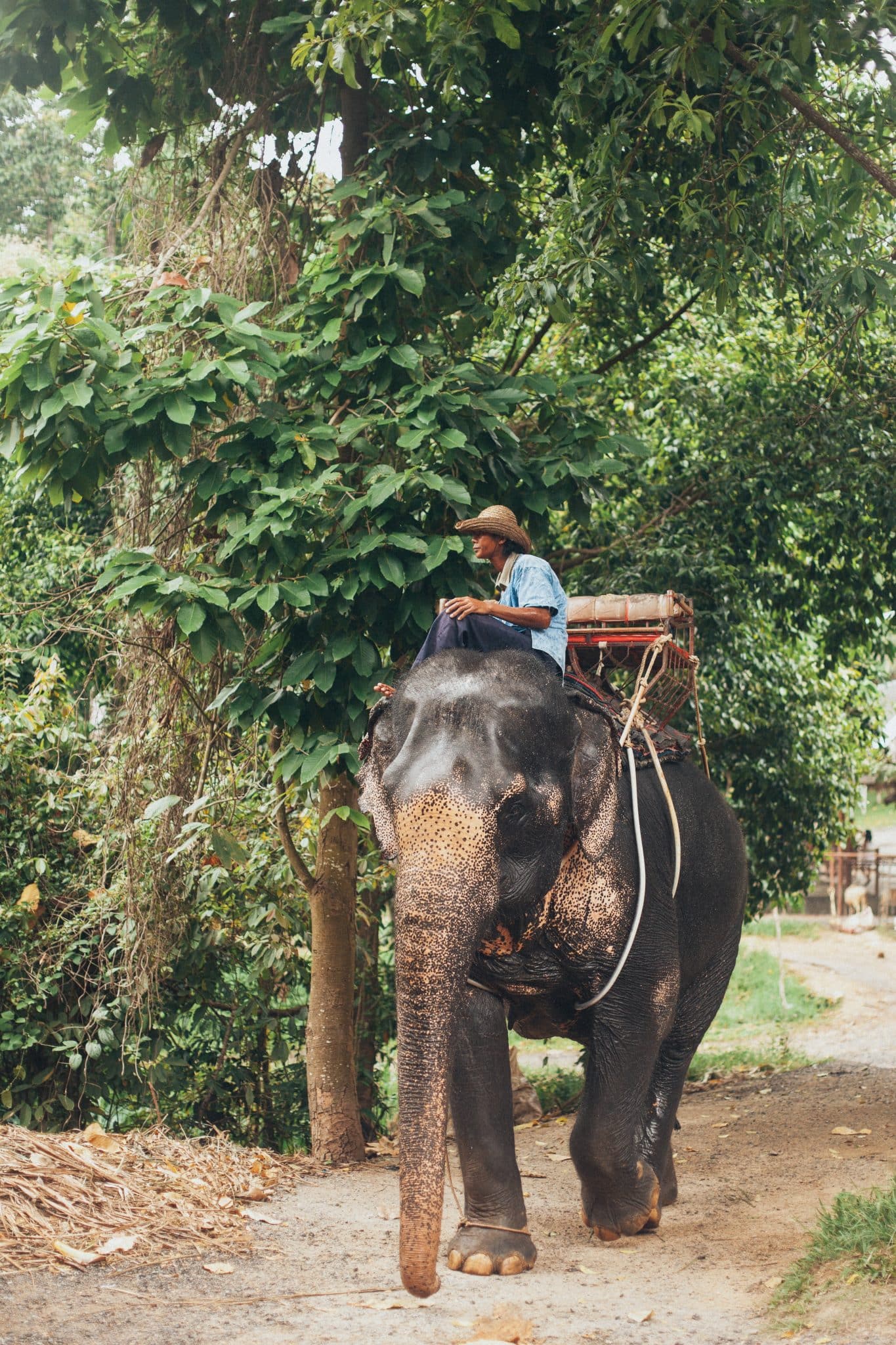 Patara Elephant Farm