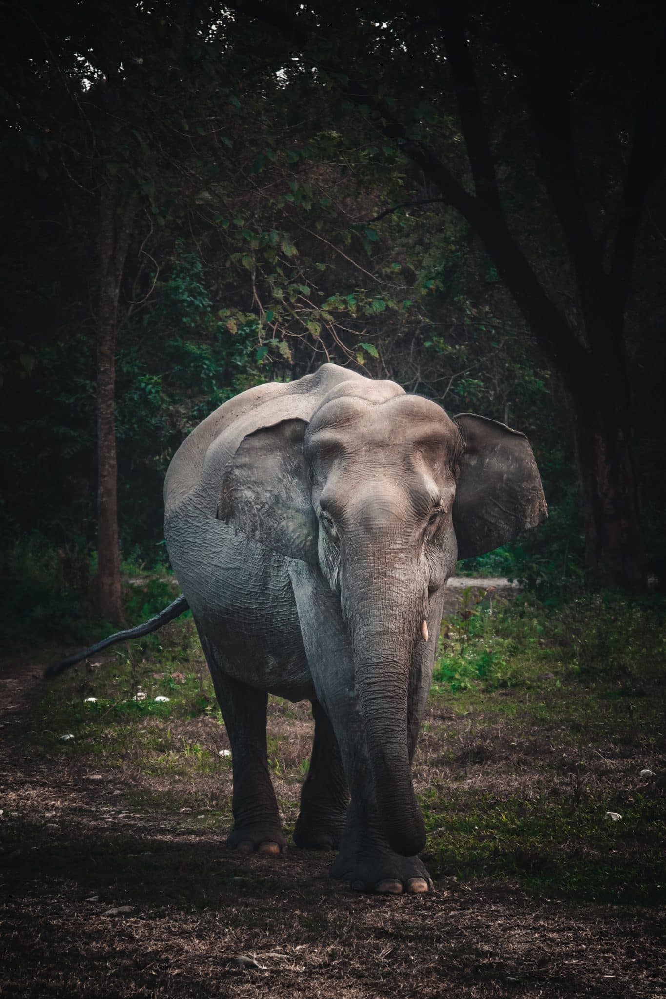 Phang Nga Elephant Park