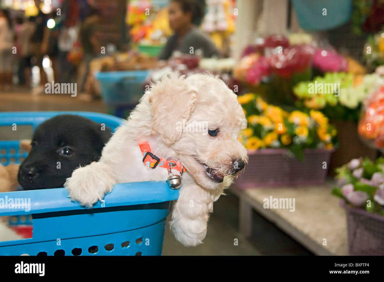 Puppy kennel