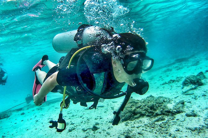 Tauchen in Koh Tao Reiseführer für 2024