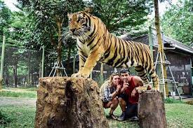 Tiger Kingdom Phuket