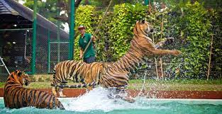 Wann ist die beste Zeit, um das Tiger Kingdom Phuket zu besuchen