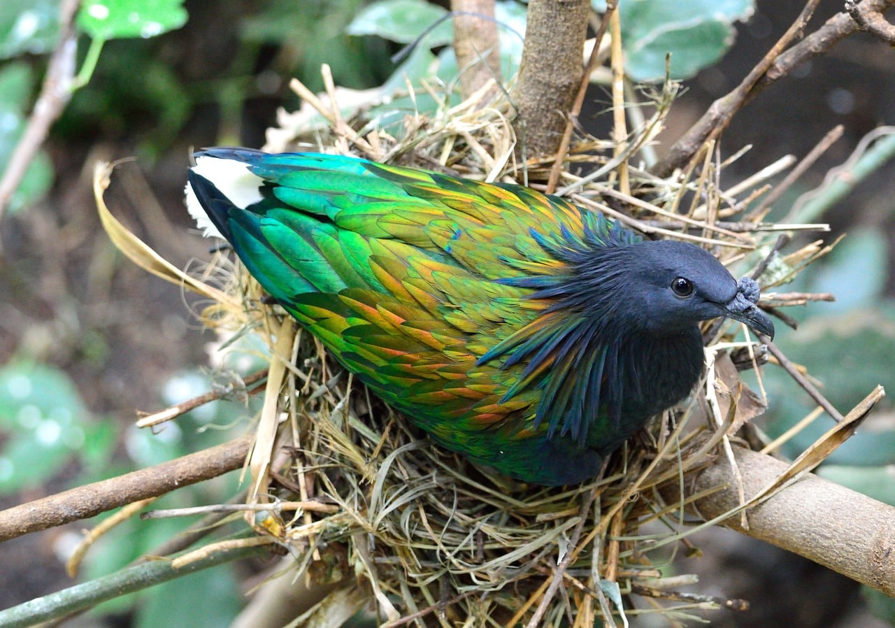 Vogelbeobachtung