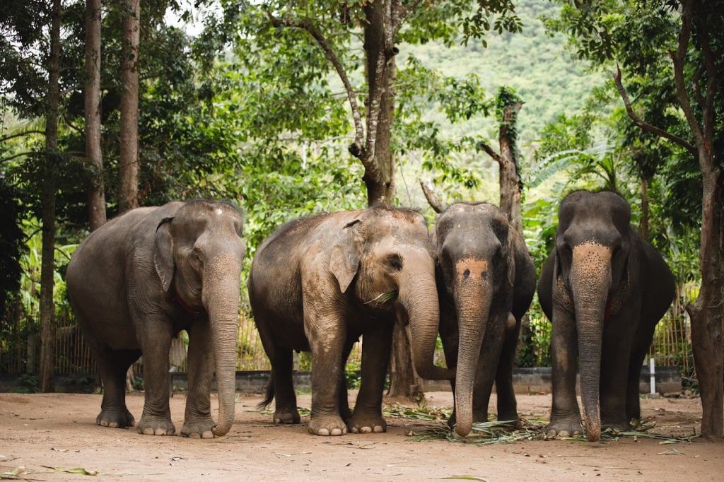 24 Spaßige Ideen für die Erkundung von Phuket mit Kindern