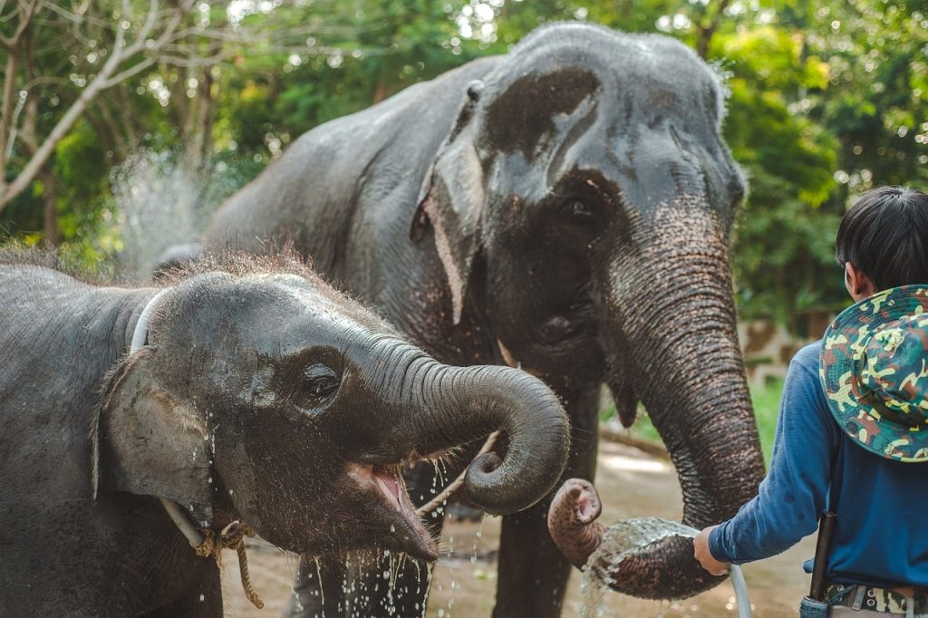 11 großartige Kinderfreundliche Abenteuer in Krabi (Führer 2024)