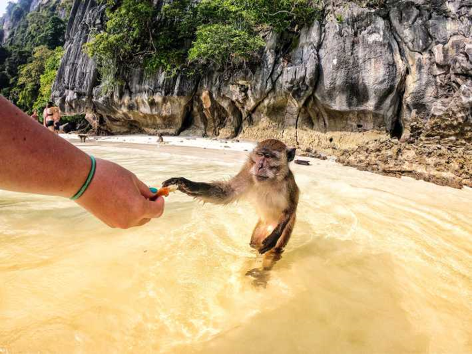 Tiere und Touristen in Thailand